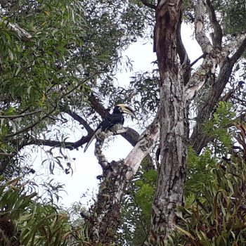 Hornbill